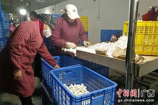 图为宜州围绕桑蚕,健全冷链涡流体系。广西供销社供图 图为宜州围绕桑蚕,健全冷链涡流体系。广西供销社供图