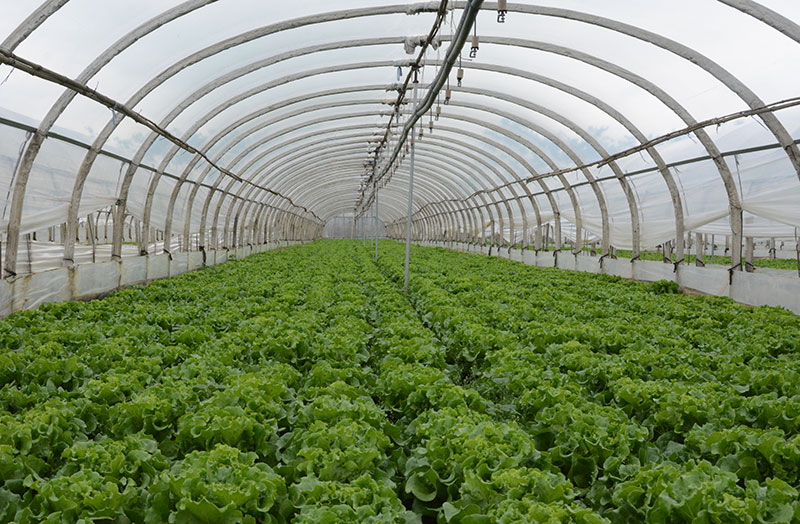 马街镇朱家堡村，意大利生菜进入收割期。